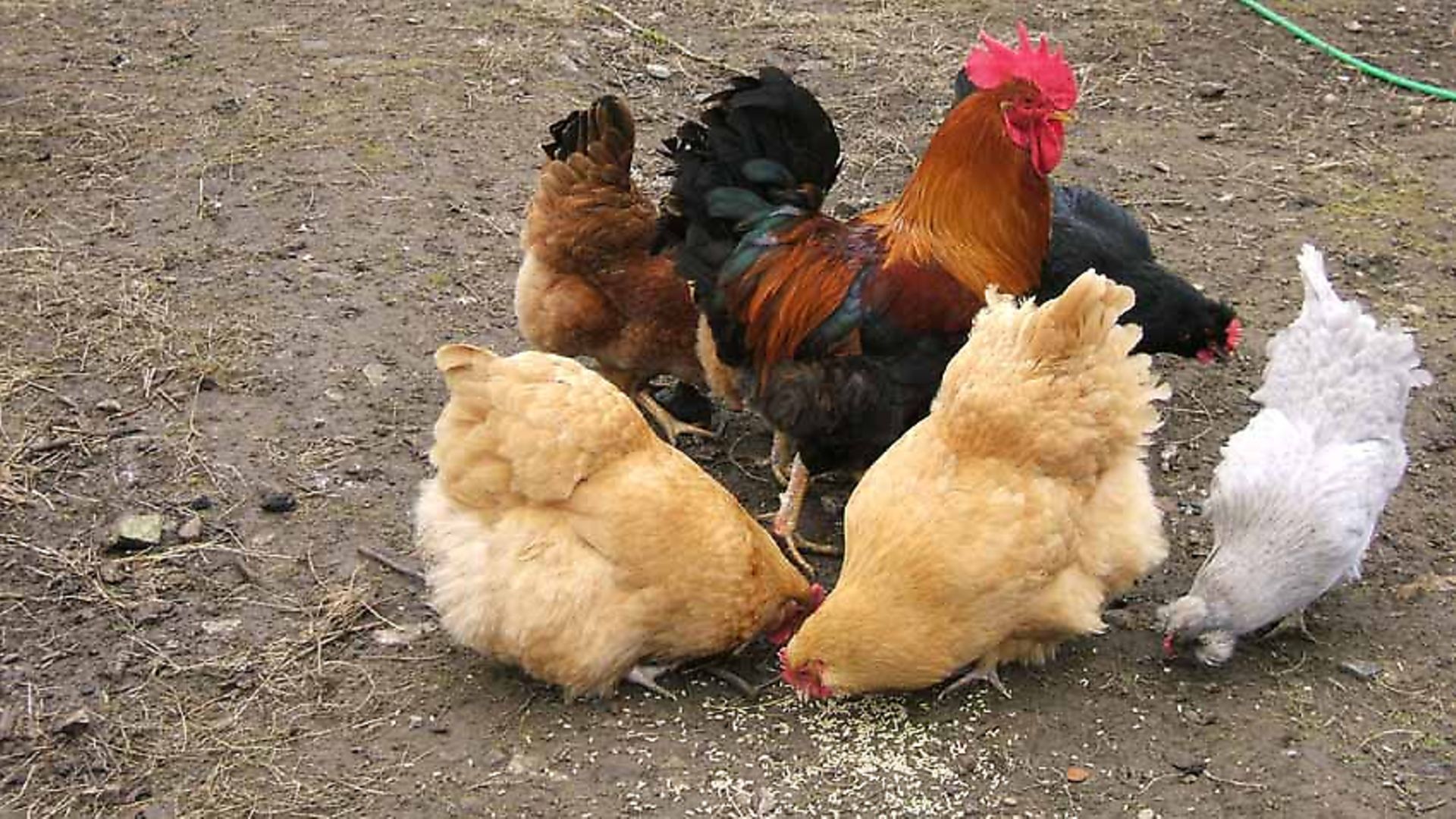 Keep your birds safe - Country Smallholding