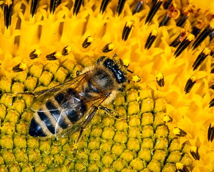 Could your bees be starving in the sunshine?