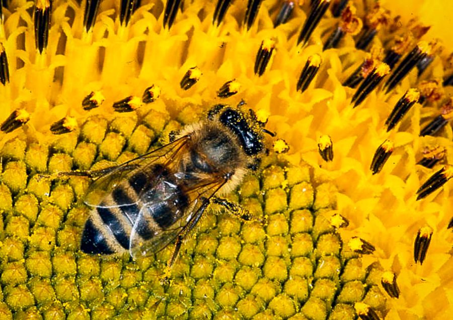 Could your bees be starving in the sunshine?