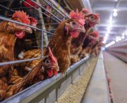 Battery hen ban among animal welfare laws at risk