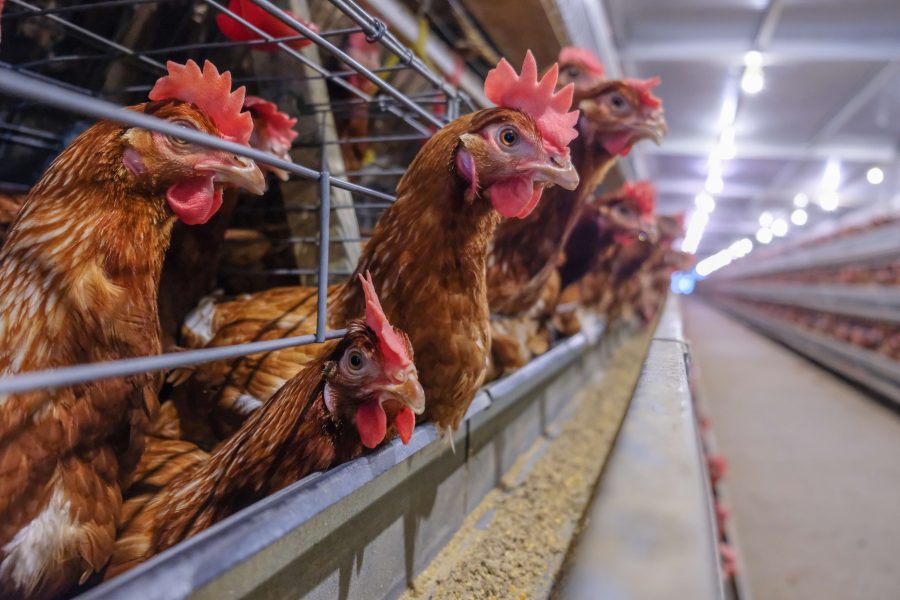 Battery hen ban among animal welfare laws at risk