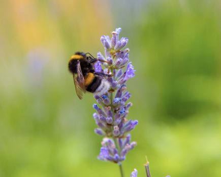 How you can help to monitor bumblebees on blooms