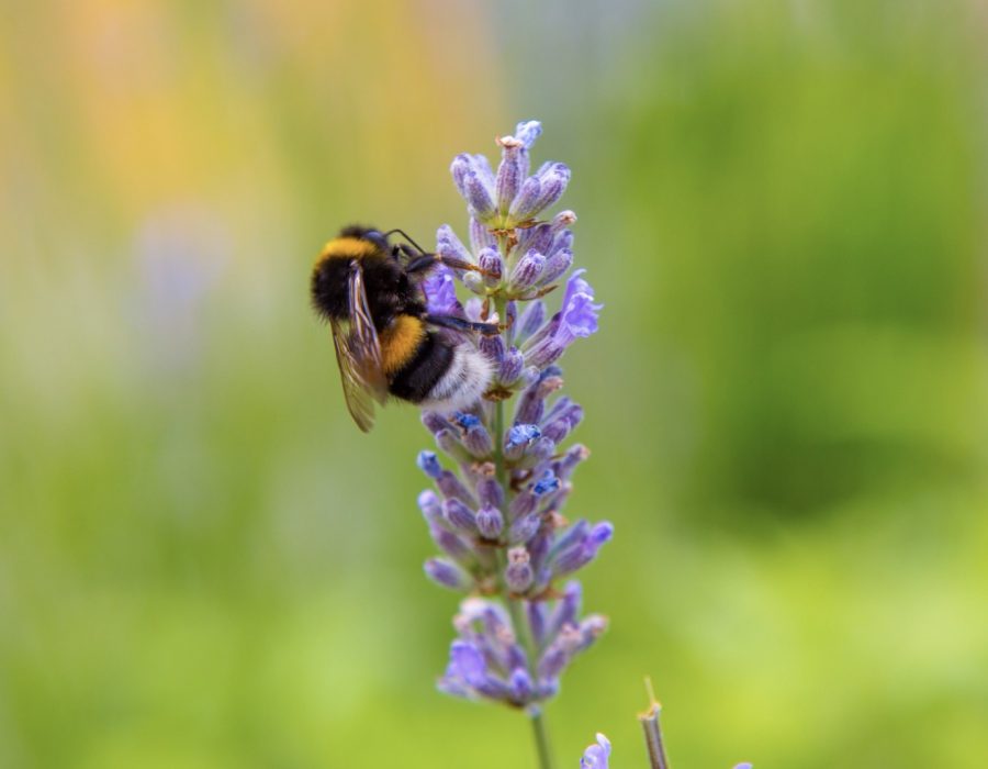 How you can help to monitor bumblebees on blooms