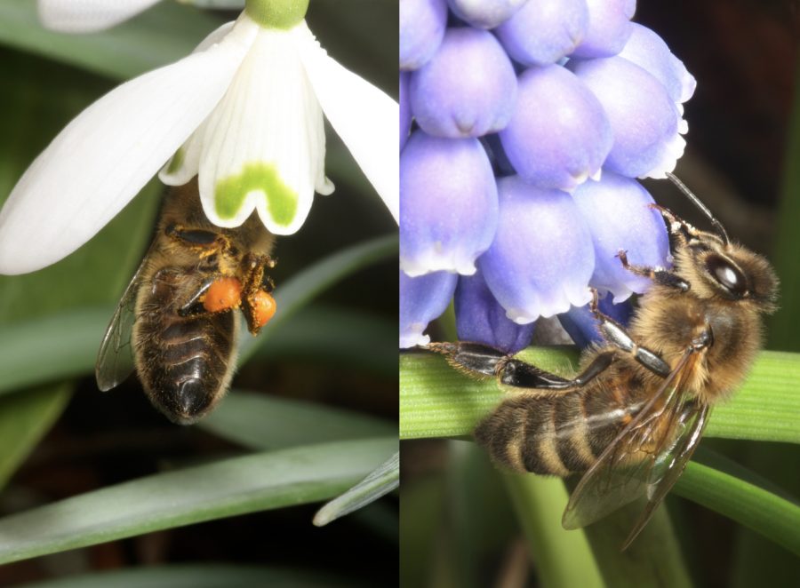 Bees Spring into action