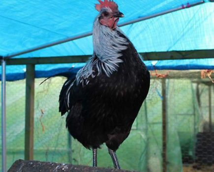 Dark time for poultry keepers