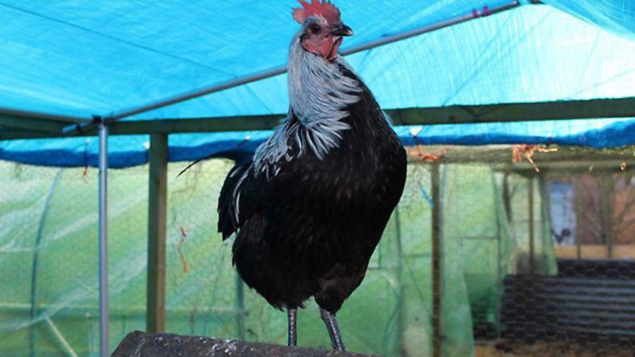 Dark time for poultry keepers