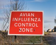 First case of bird flu confirmed in poultry in England this autumn