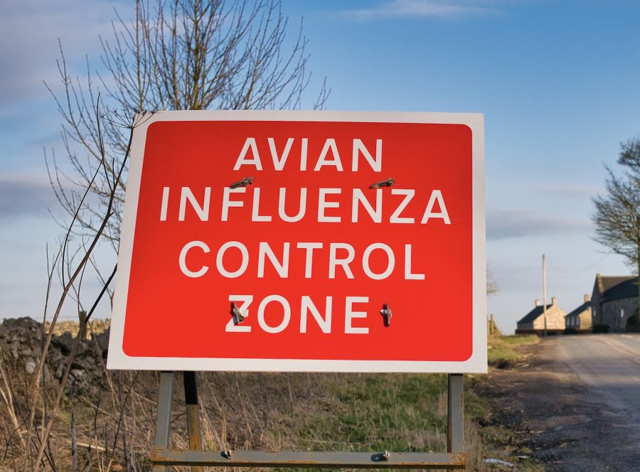 Bird flu case confirmed in Elham, Kent