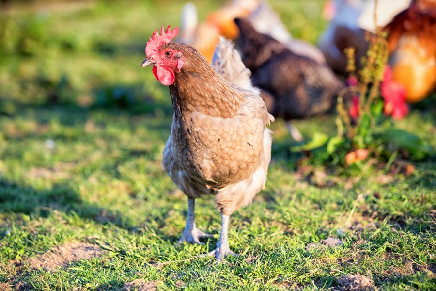 Animal & Plant Health Agency clarifies bird flu culling policy following ‘incorrect messages’