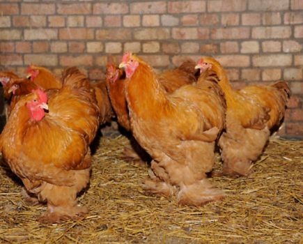 The child-friendly breed of chicken: Seven softies