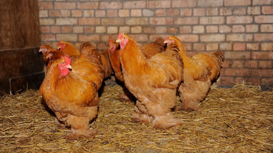 The child-friendly breed of chicken: Seven softies