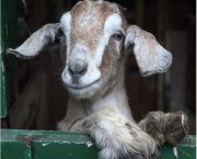 Could you foster a goat?