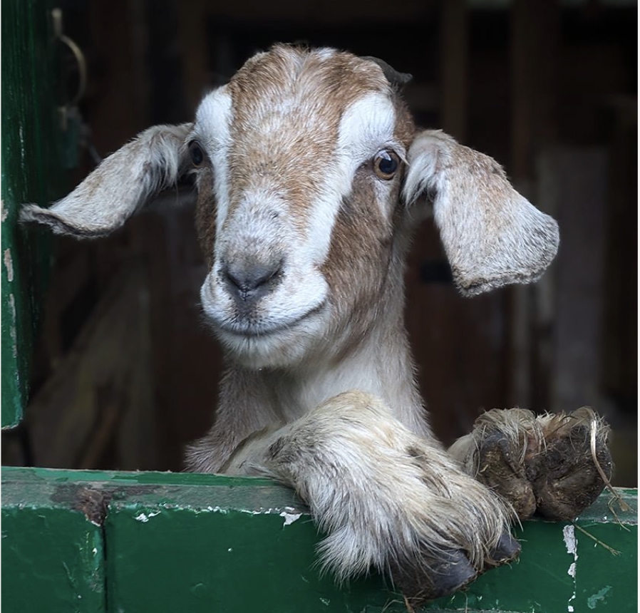 Could you foster a goat?