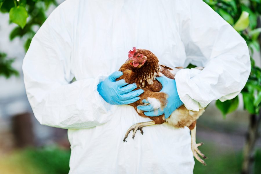 Protect your birds from avian influenza with the latest Government guidance