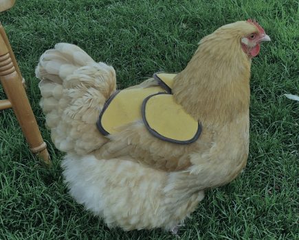 A guide to chicken saddles