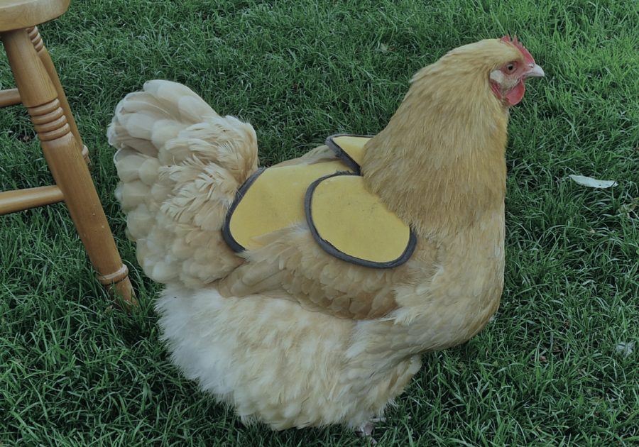 A guide to chicken saddles