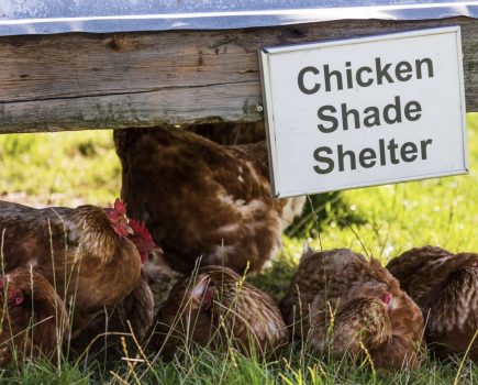 How to keep your chickens cool