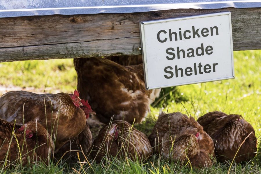 How to keep your chickens cool