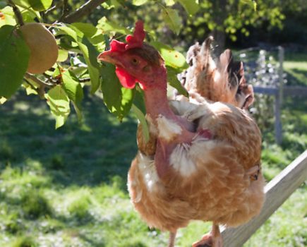 Chicken utopia: A biodynamic approach to keeping chickens