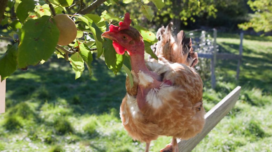 Chicken utopia: A biodynamic approach to keeping chickens