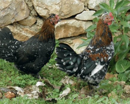 The egg song: deciphering your hens’ vocalisations