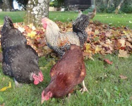 Poultry health questions: poo problems and yolk colour