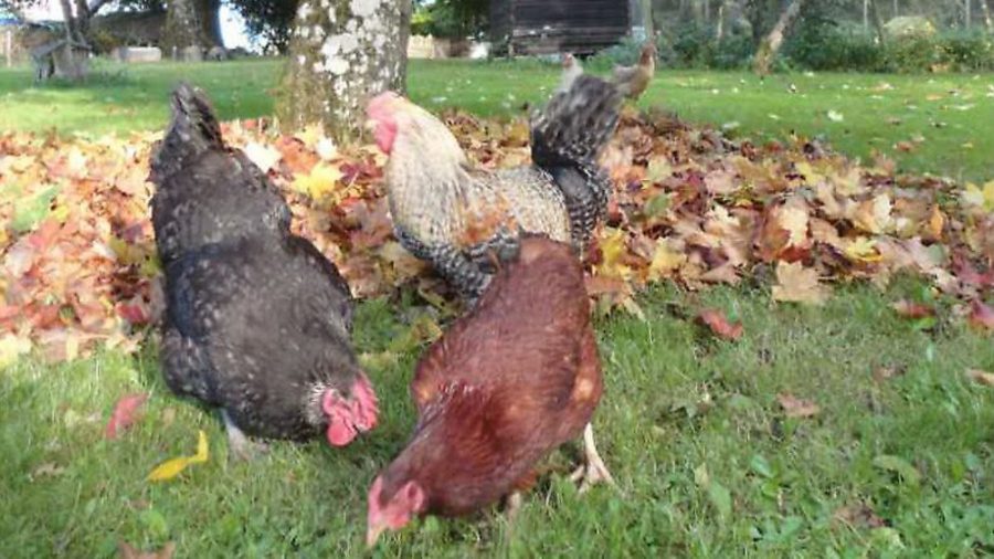 Poultry health questions: poo problems and yolk colour