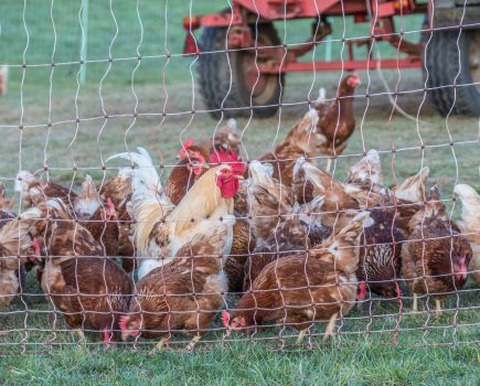 Ask the Experts: How effective is electric chicken netting?
