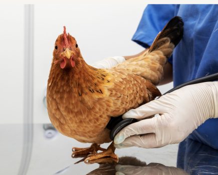 World first for pet poultry with launch of new veterinary diagnostics guide