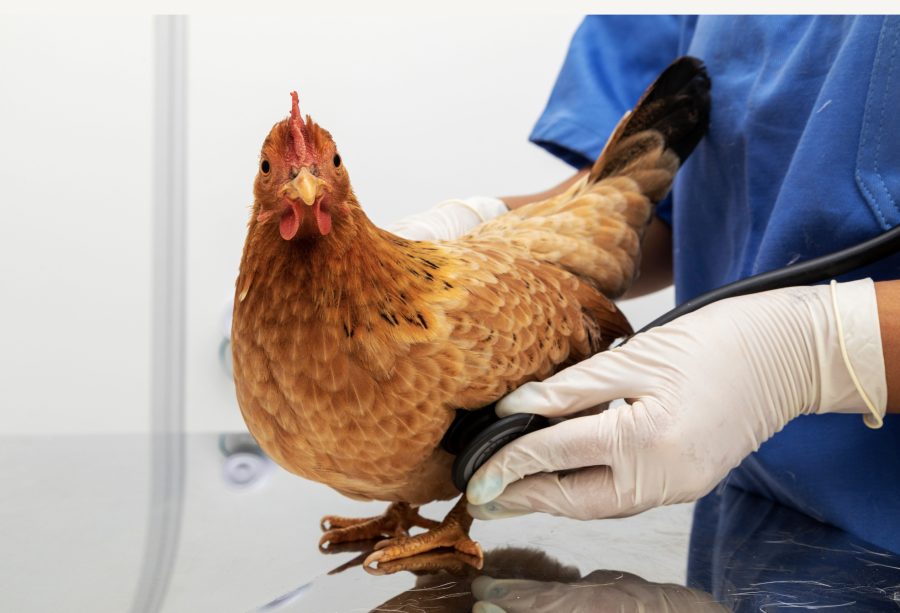 World first for pet poultry with launch of new veterinary diagnostics guide