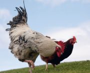 How do chickens breathe?