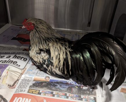 RSPCA appeals for information after cockerel is abandoned in box