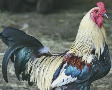 Explaining the mysteries of chicken feather pigmentation