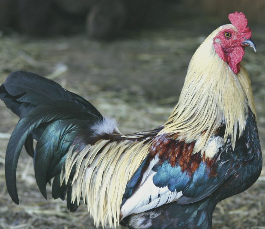 Explaining the mysteries of chicken feather pigmentation