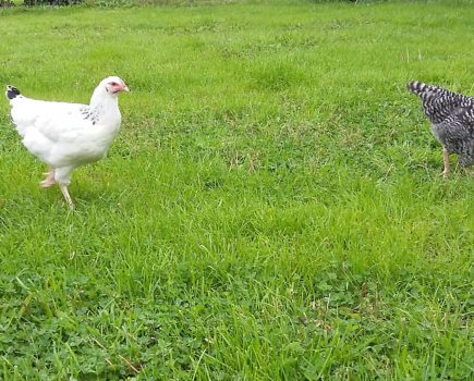 Egg-sposé: chickens taking time to adjust to freedom