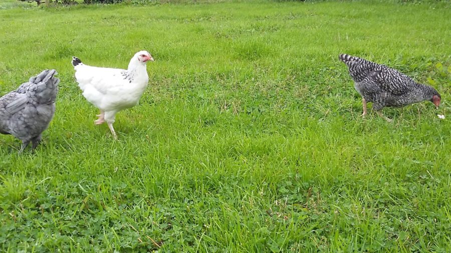 Egg-sposé: chickens taking time to adjust to freedom