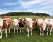 Further bluetongue cases confirmed in Kent