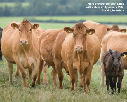 What are the latest rules on drugs for cattle?