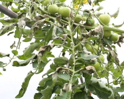 How to spot tomato blight and what to do about it
