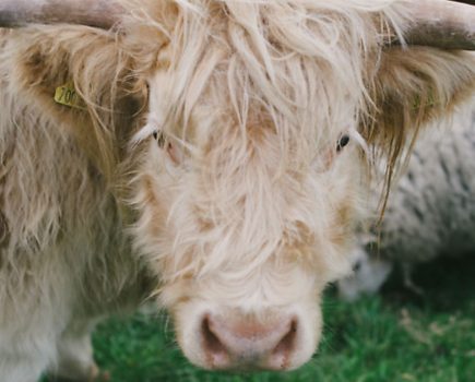 Determined couple juggle jobs and their smallholding business