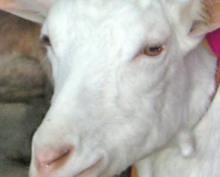 Busting myths about goats