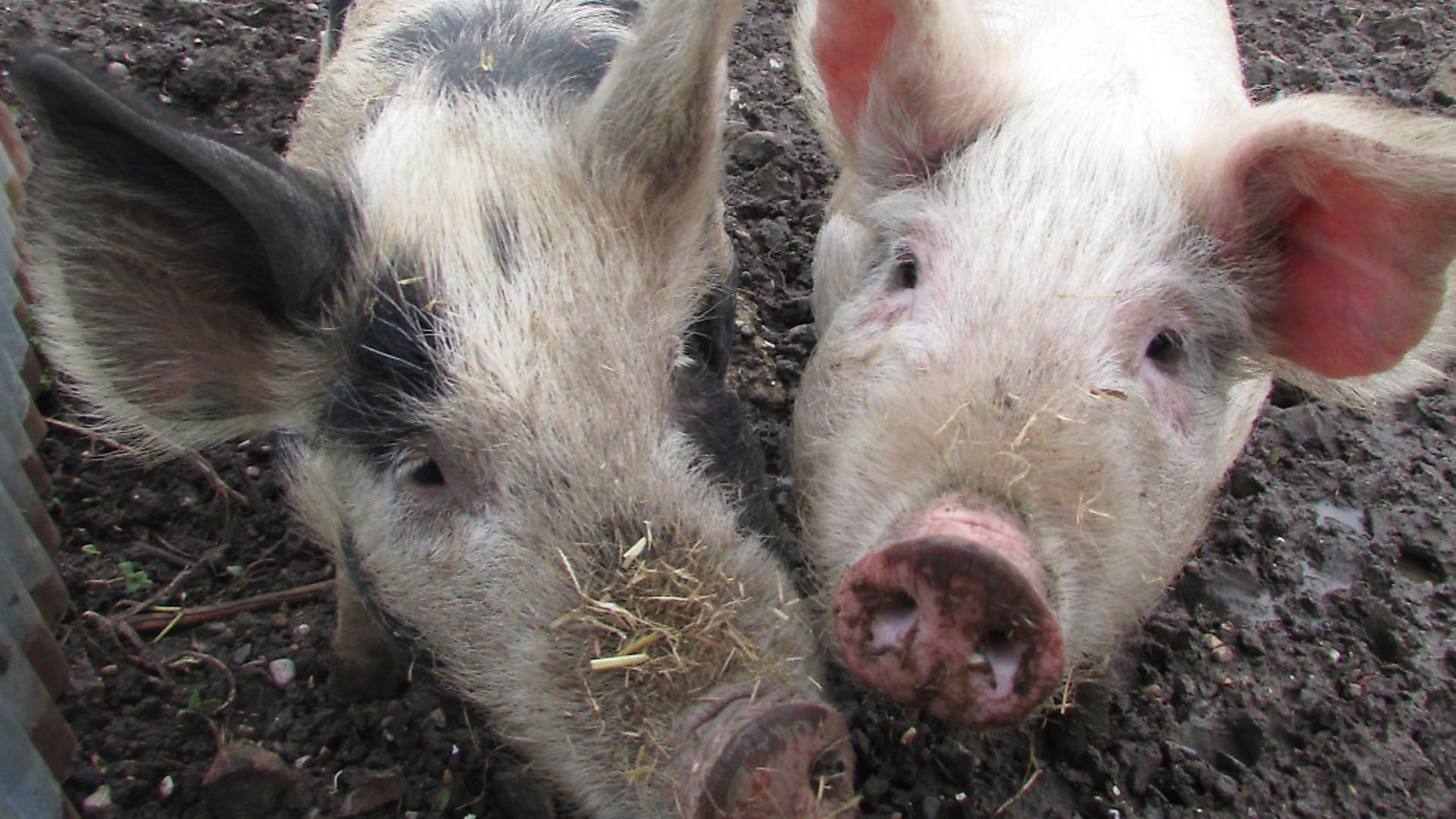 getting-rid-of-lice-and-mites-in-pigs-country-smallholding