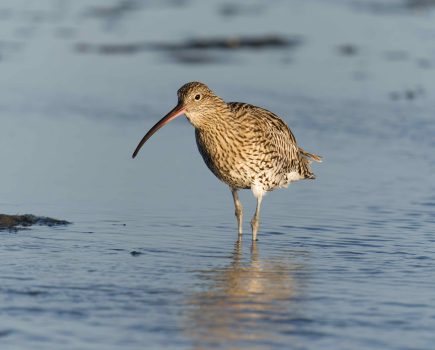 Chance to watch rare curlew chicks hatching live