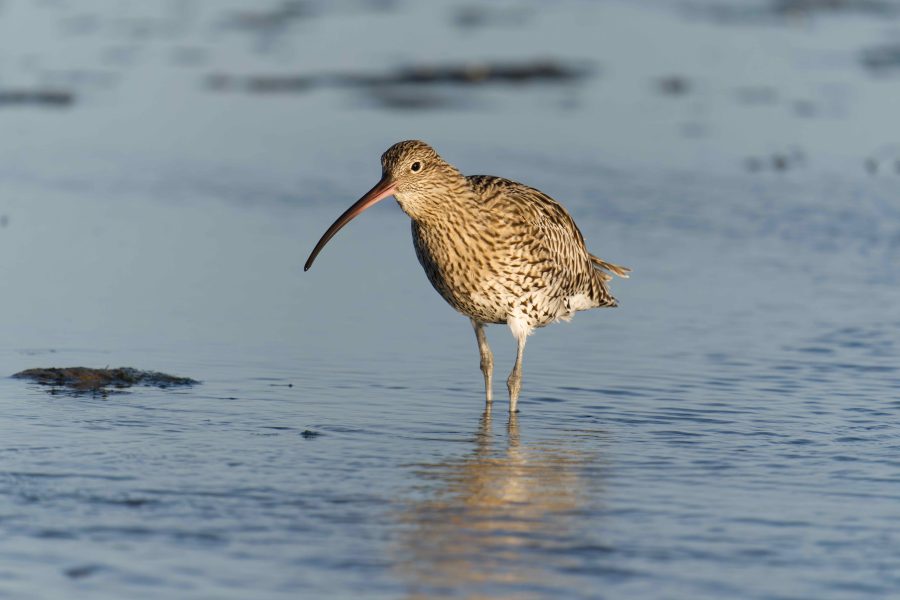 Chance to watch rare curlew chicks hatching live