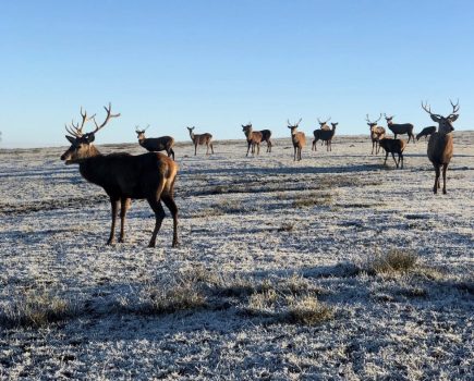 Why live in Dubai when you can farm deer in Scotland?