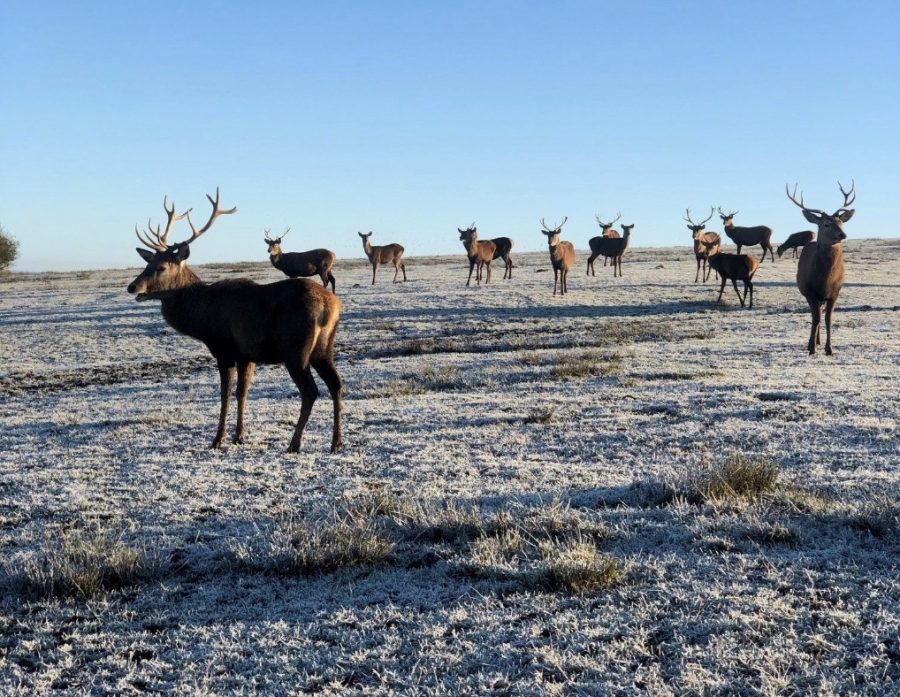 Why live in Dubai when you can farm deer in Scotland?