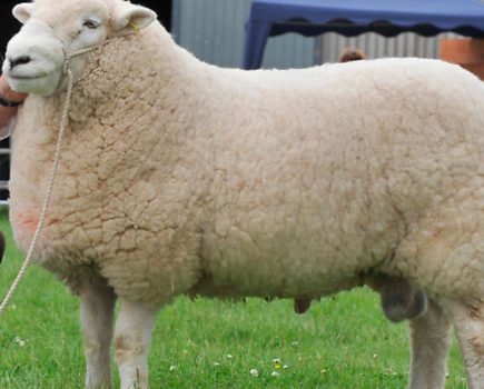 Which sheep? A breed ideal for the moor