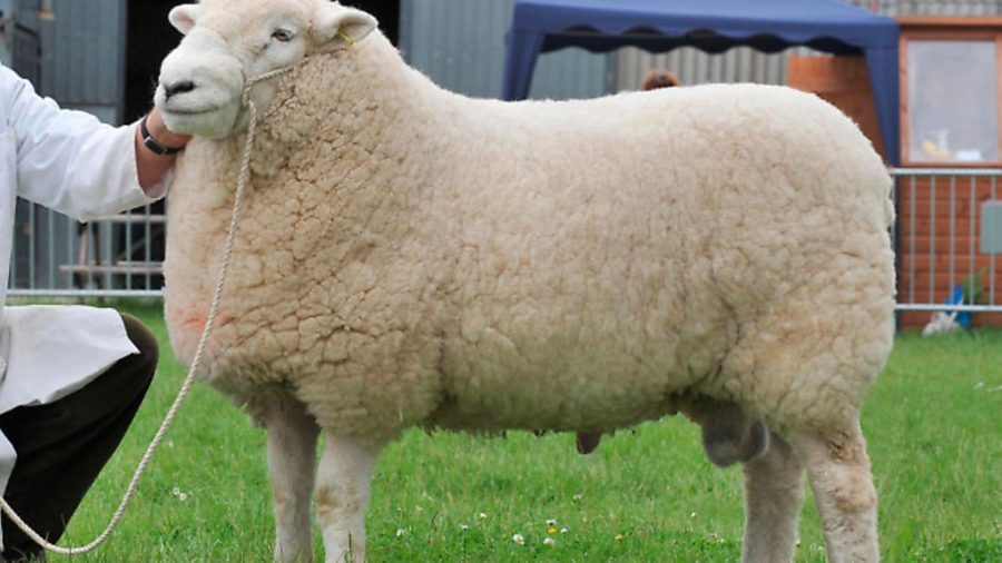 Which sheep? A breed ideal for the moor