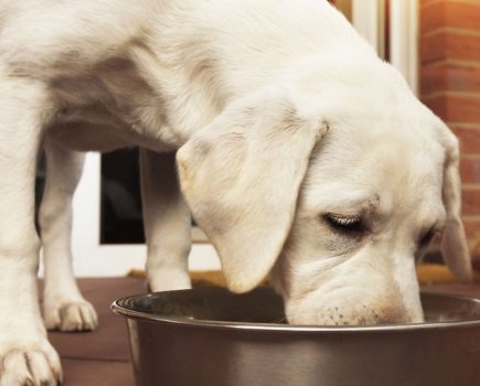 WIN £300 worth of dog food!