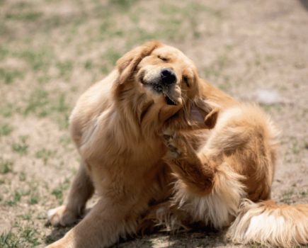 Help your pet to ditch that itch
